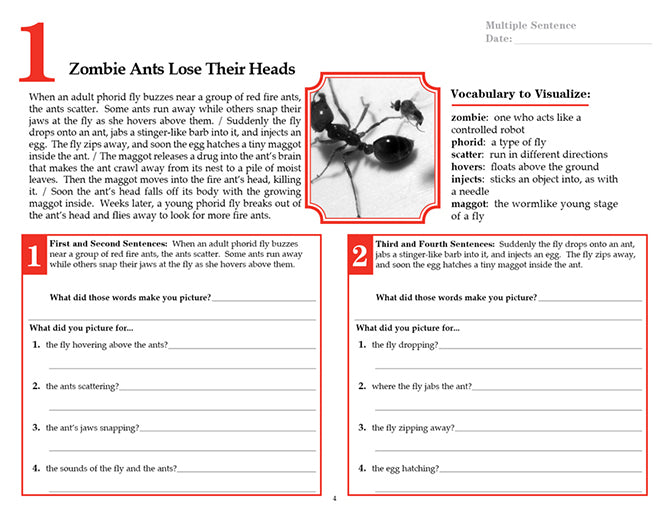 V/V® Comprehension Workbooks - Grade 6